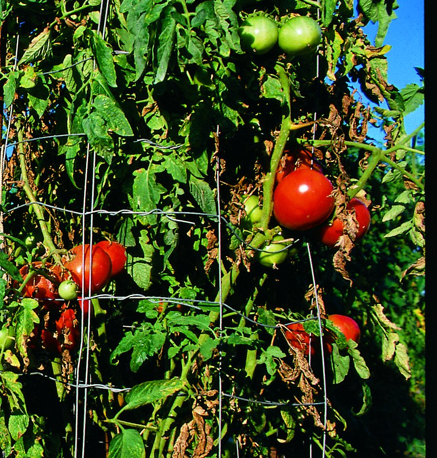 A backyard tomato plant in a wire cage, with ripe red fruit and green foliage.
